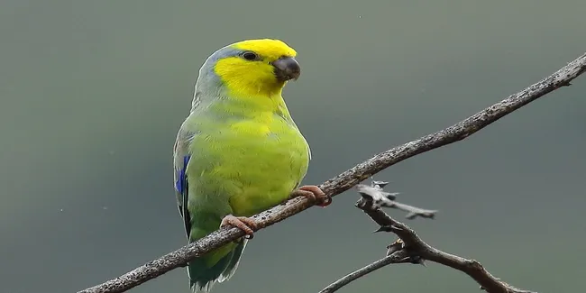 Yellow Faced Parrotlet-Purple Backed Subean