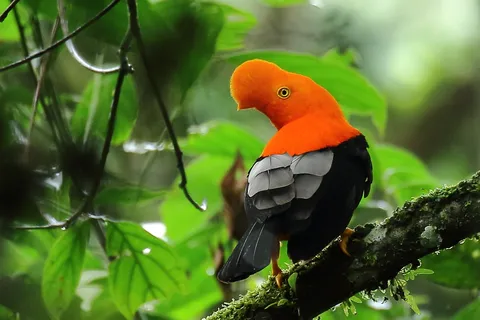 Andean Cock-of-the-rock