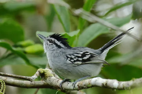 Ash-throated Antwren