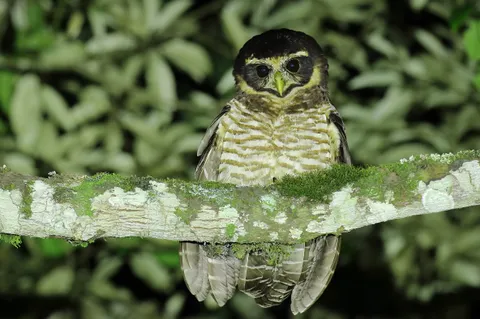Band-bellied Owl