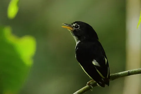 Black-and-White Tody-Flycatcher