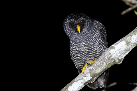 Black-banded Owl