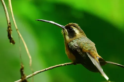 Black-throated Hermit