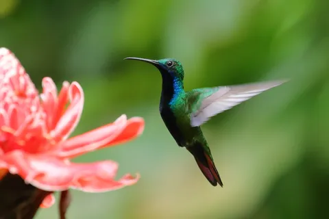 Black-throated Mango