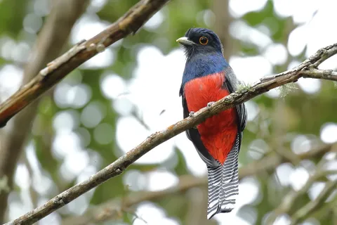 Blue-crowned Trogon