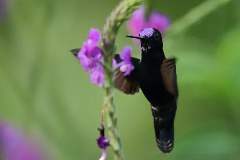 Blue-fronted Lancelbill