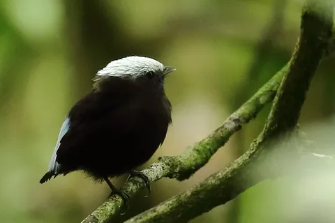 Blue-rumped Manakin