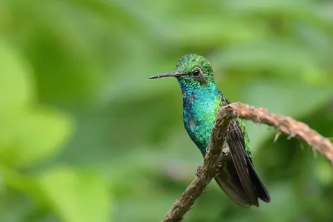 Blue-tailed Emerald