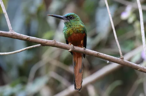 Bluish-fronted Jacamar