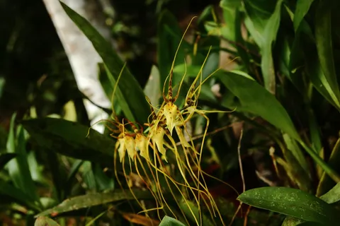 Brassia longissima