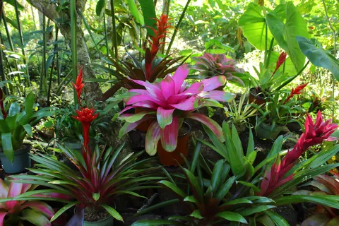 Bromelias