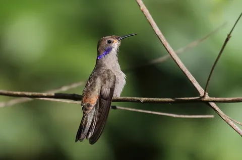 Brown Violetear