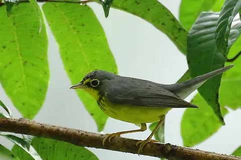 Canada Warbler