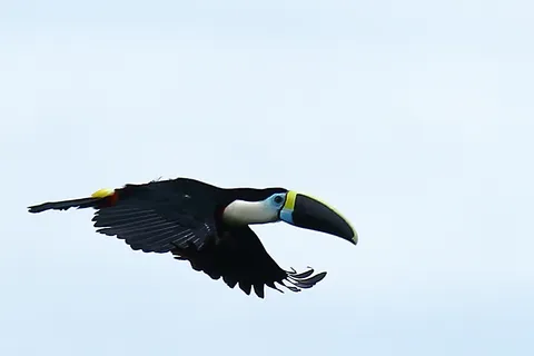 Channel-billed Toucan