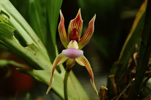 Chaubardia heteroclita