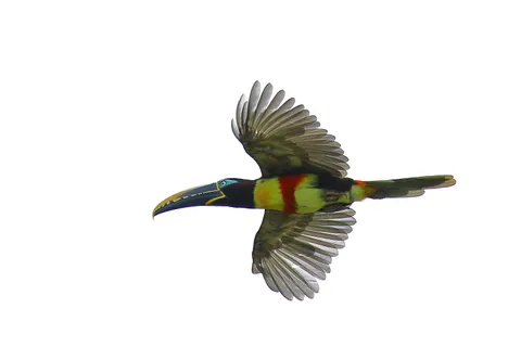 Chestnut-eared Aracari