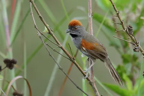 Cinereous-breasted Spinetail