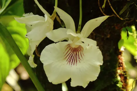 Cochleanthes amazonica