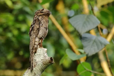 Common Potoo