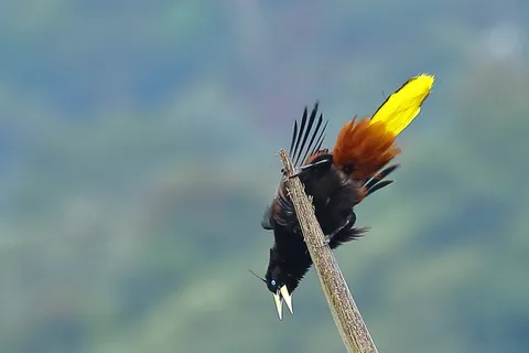 Crested Oropendola