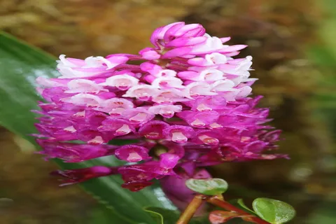 Elleanthus Capitatus