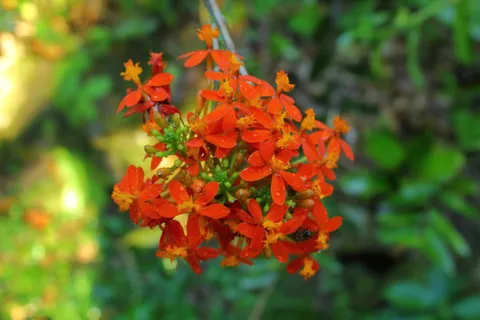 Epidendrum Secundum