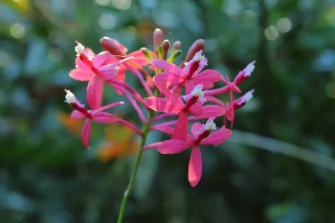 Epidendrum Secundum