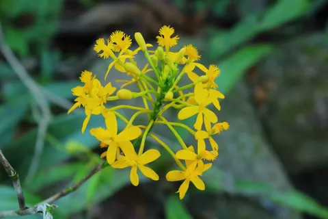 Epidendrum Secundum