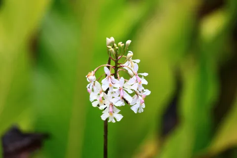 Epidendrum Secundum
