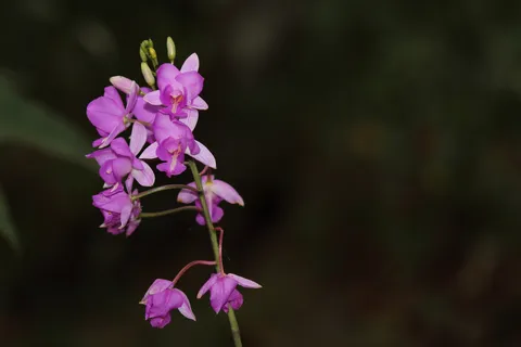 Epidendrum secundum