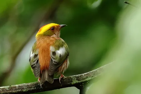 Fiery-capped Manakin
