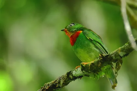 Fiery-throated Fruiteater