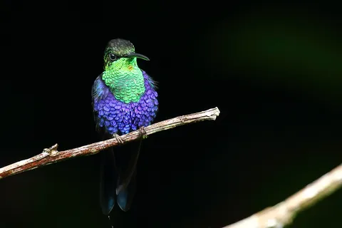 Fork-tailed Woodnymph