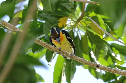 Gilded Barbet