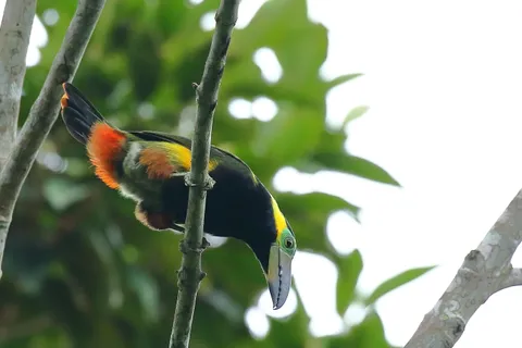Golden-collared Toucanet