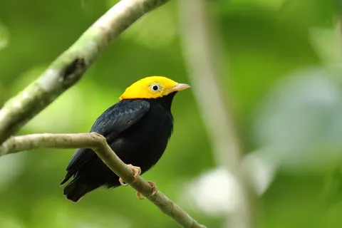 Golden-headed Manakin