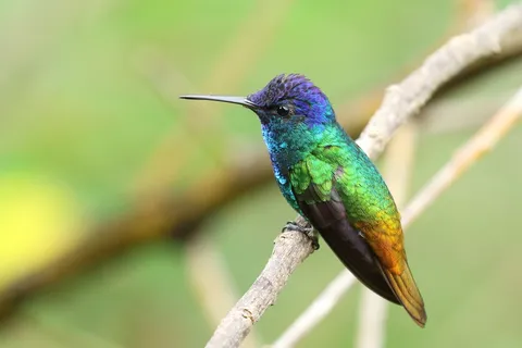 Golden-tailed Sapphire