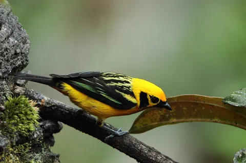 Golden Tanager