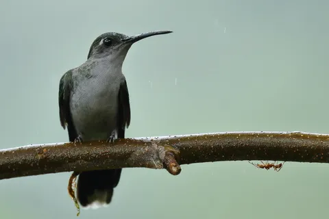 Gray-breasted Sabrewing