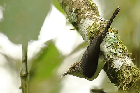 Gray-mantled Wren