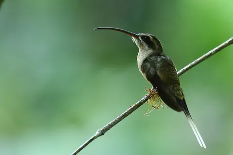 Great-billed Hermit