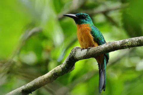 Great Jacamar
