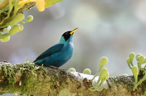 Green Honeycreeper
