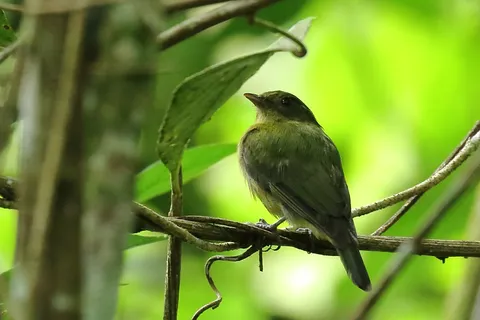 Green Manakin