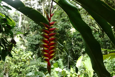 Heliconia rostrata