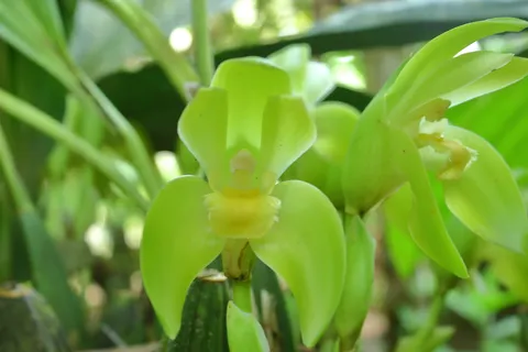 Ida Fimbriata