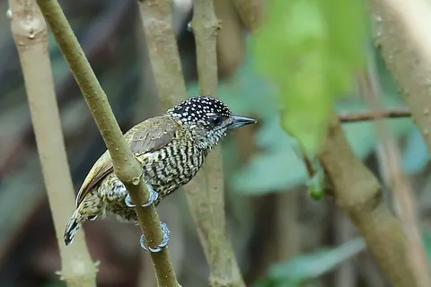 Lafresnaye's Piculet