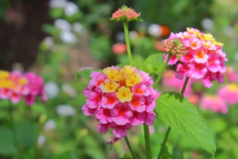 Lantana Rosada