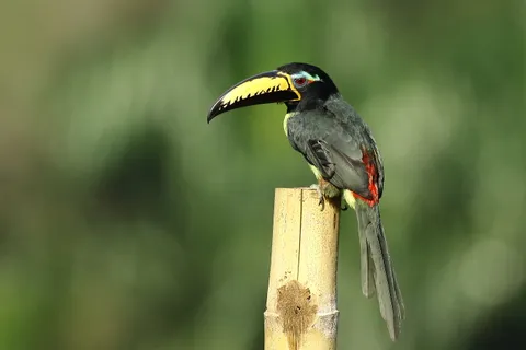 Lettered Aracari