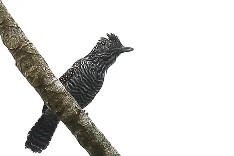 Linned Antshrike